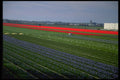 660007 Various Patches Of Flowers, Netherlands A4 Photo Print