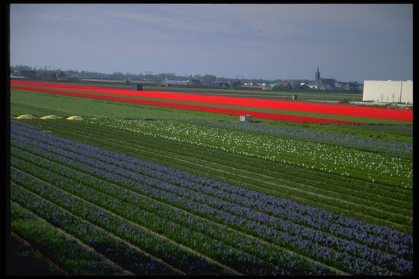 660007 Various Patches Of Flowers, Netherlands A4 Photo Print