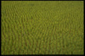 660009 Rice Paddy, Indonesia A4 Photo Print
