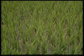 660010 Close up Of Rice Paddy, Indonesia A4 Photo Print