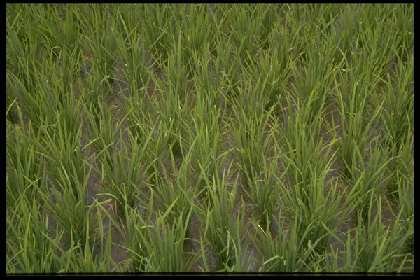 660010 Close up Of Rice Paddy, Indonesia A4 Photo Print