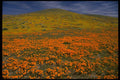 660012 Poppy Hill A4 Photo Print