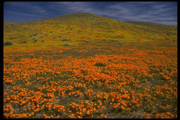 660012 Poppy Hill A4 Photo Print