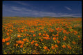 660013 Poppy Field A4 Photo Print
