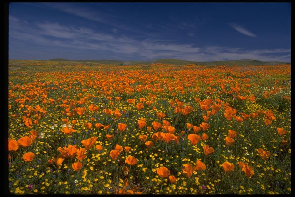 660013 Poppy Field A4 Photo Print