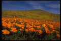 660014 Poppy Hill A4 Photo Print