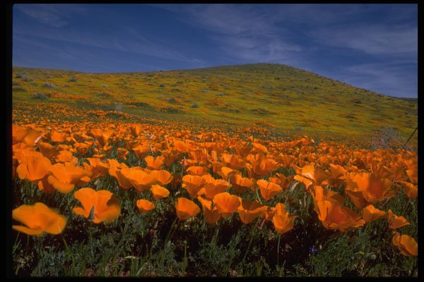 660014 Poppy Hill A4 Photo Print