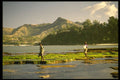 660021 Peasants In Rice Field A4 Photo Print