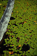 660022 Lily Pads A4 Photo Print