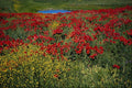 660028 Poppy Field, Middle Atlas, Morocco A4 Photo Print