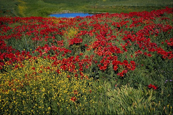 660028 Poppy Field, Middle Atlas, Morocco A4 Photo Print