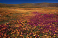 660034 Spring Fields Of Blooming Wildflowers A4 Photo Print