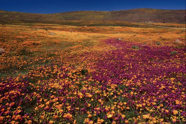 660034 Spring Fields Of Blooming Wildflowers A4 Photo Print