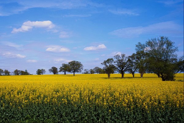 660035 Field Of Rape, Surrey, England A4 Photo Print