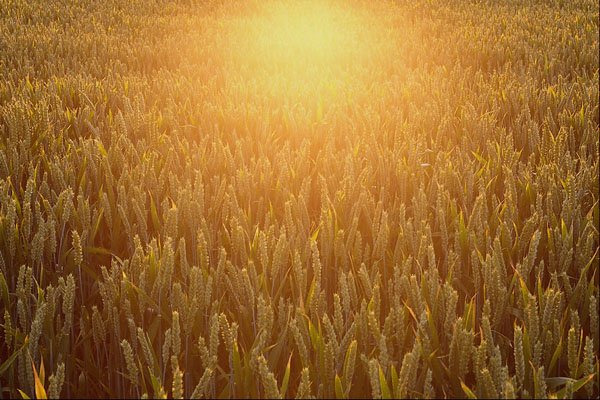 660037 Field Of Wheat A4 Photo Print