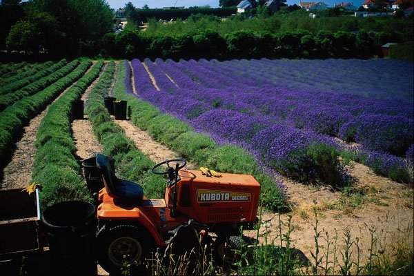 660038 Jersey Lavender Farm, Jersey Channel Islands, England A4 Photo Print