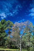 660043 Forest On Mt. Laguana, Cleveland State Park, Ohio, U.S.A. A4 Photo Print