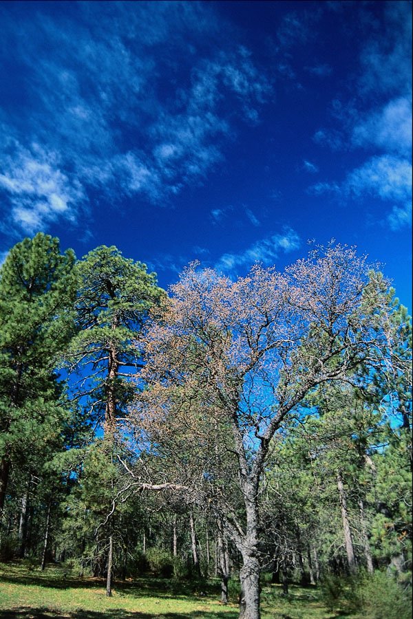 660043 Forest On Mt. Laguana, Cleveland State Park, Ohio, U.S.A. A4 Photo Print