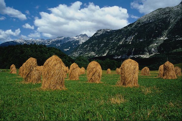 660050 Drying Hay Sheafs In The Soca Valley, Slovenia A4 Photo Print