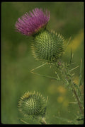 660053 Bull Thistle A4 Photo Print