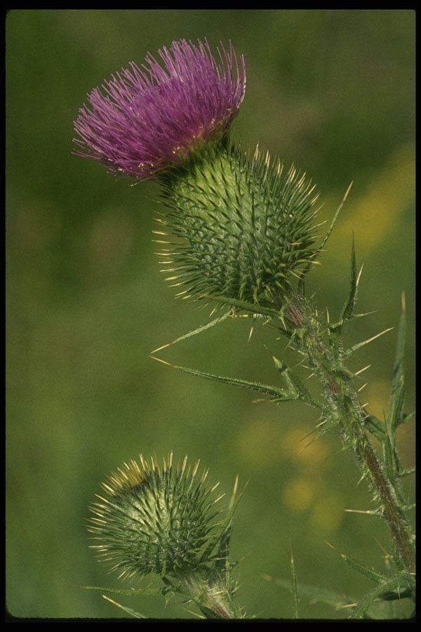 660053 Bull Thistle A4 Photo Print