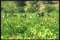 660054 Collecting Black Grapes, Arsos, Cyprus A4 Photo Print