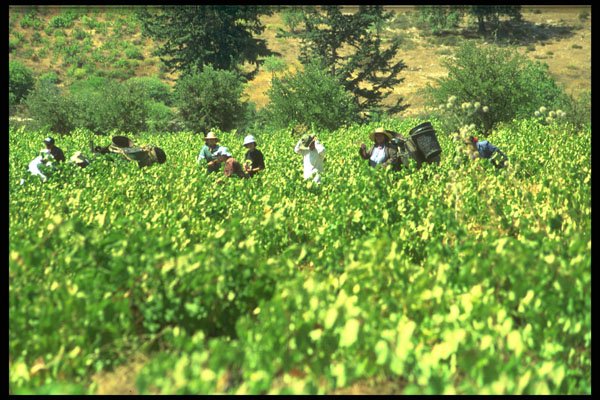 660054 Collecting Black Grapes, Arsos, Cyprus A4 Photo Print