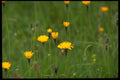 660055 Rough Hawkbit (Leontodon Hispidus) A4 Photo Print