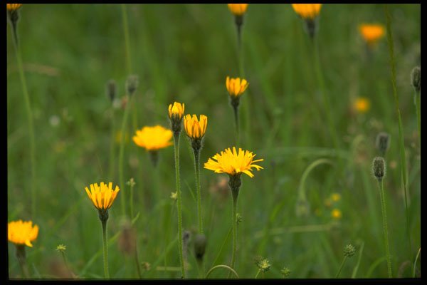 660055 Rough Hawkbit (Leontodon Hispidus) A4 Photo Print