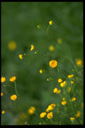 660056 Meadow Buttercup (Ranunculus Acris) A4 Photo Print