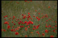 660057 Corn Poppies (Papaver Rhoeas) A4 Photo Print