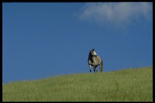 660059 Arabian Mare, Victoria, Australia A4 Photo Print