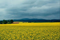 660064 Oil seed Rape, Angus, Scotland A4 Photo Print