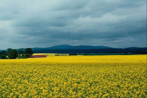660064 Oil seed Rape, Angus, Scotland A4 Photo Print