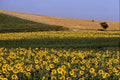 660065 Sunflower Fields, Tuscany, Italy A4 Photo Print