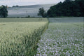 660066 Wheat And Linseed Crop Field, Worcestershire, U.K. A4 Photo Print