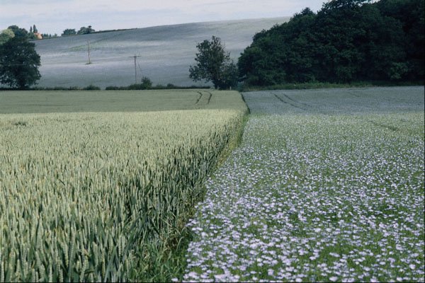 660066 Wheat And Linseed Crop Field, Worcestershire, U.K. A4 Photo Print