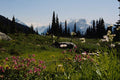 660068 Mountain Flowers In Bloom, British Columbia, Canada A4 Photo Print