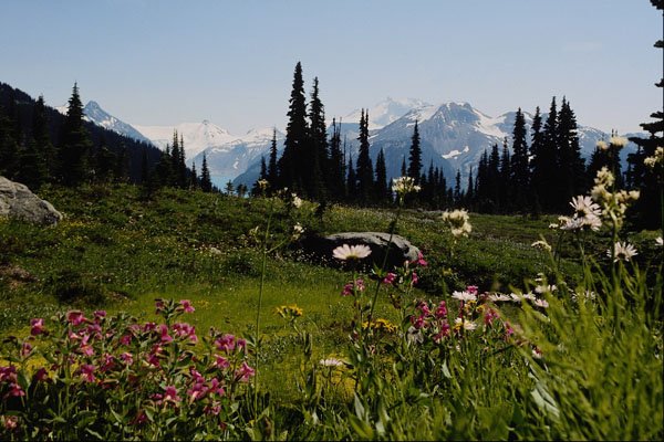 660068 Mountain Flowers In Bloom, British Columbia, Canada A4 Photo Print