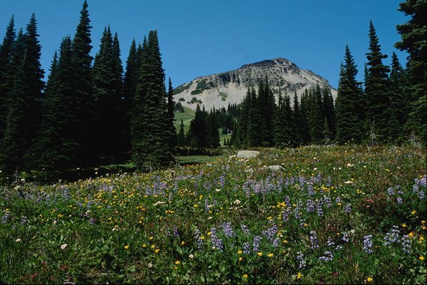 660069 Mountains, Meadow And Trees, British Columbia, Canada A4 Photo Print