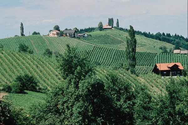 660070 Wine Route In Southern Syria, Austria A4 Photo Print