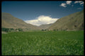 660079 Barley Field A4 Photo Print