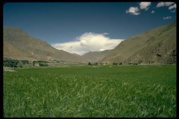 660079 Barley Field A4 Photo Print