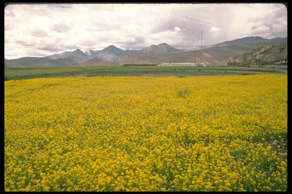 660080 Field Of Flowers A4 Photo Print