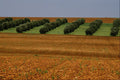 660081 Landscape With Olive Trees, La Mancha, Spain A4 Photo Print