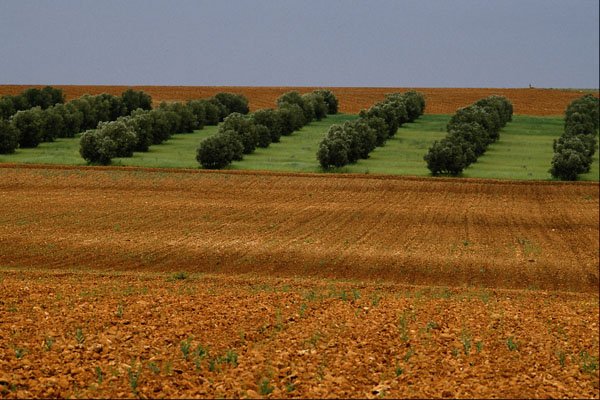 660081 Landscape With Olive Trees, La Mancha, Spain A4 Photo Print