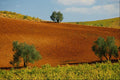 660082 Vineyards Near Montilla, Andalusia, Spain A4 Photo Print