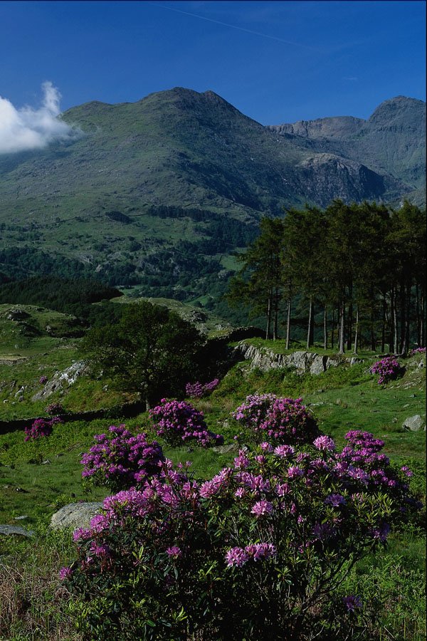 660083 Looking North From Llyn Dinas To Mt. Snowdon A4 Photo Print
