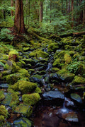 660085 Typical Rain Forest Scene Near Sol Duc Hot Springs, U.S.A. A4 Photo Print