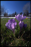 660086 Group Of Crocuses A4 Photo Print